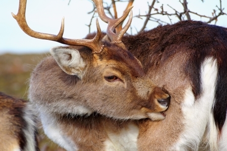 fallow deer buck scratching his fur searching for ticksの写真素材