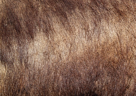 detail of wild boar  ( sus scrofa )  textured fur の写真素材