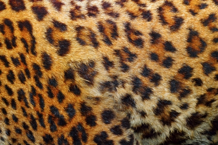 textured detail of leopard fur   panthera pardus  