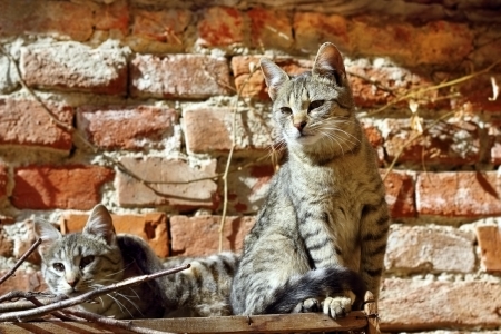 two beautiful kittens standing together in the warm sunlightの写真素材