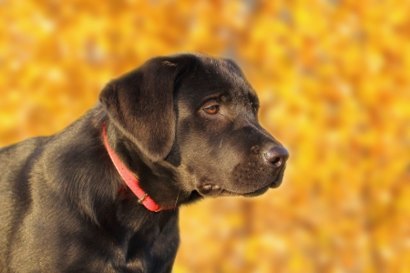 portrait of a young black labrador retriever over the autumn forest backgroundの写真素材
