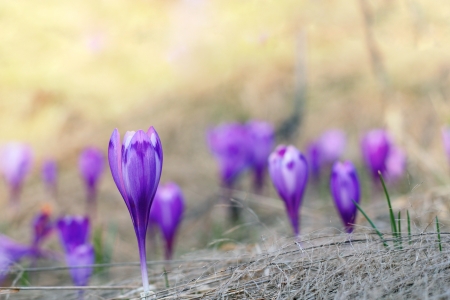 closeup of violet crocus sativus - wild flower - in springの写真素材