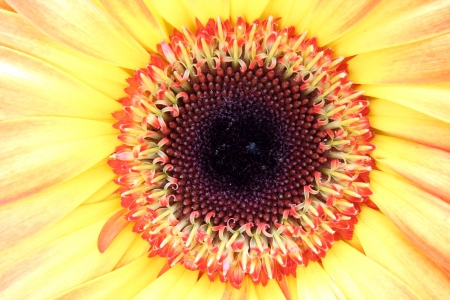 close up of heart of yellow flowerの写真素材