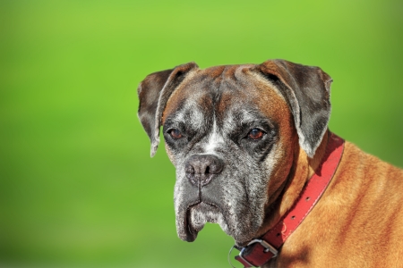 old boxer breed - portrait over green defocused backgroundの写真素材