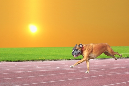 boxer breed running happy on sport track in the park at sunriseの写真素材