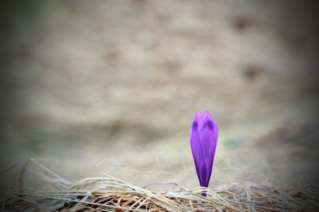 first sign of spring in the mountains - minimalist shot of a crocus sativus on faded grass from last yearの写真素材