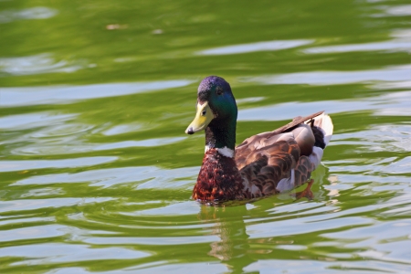 beautiful mallard duck swimming on the lake surfaceの写真素材