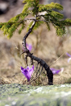 young spruce and crocus sativus growing in the top of the mountainの写真素材