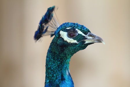 portrait of a colorful peacock male with bokehの写真素材