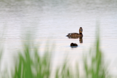minimalist view of a mallard duck family - female and chickの写真素材