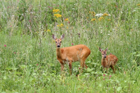 roe deer doe ( capreolus ) and her baby looking at the camera while standing in  the big grassの写真素材