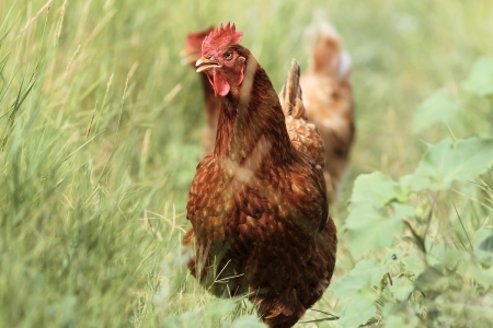 colorful hen running towards the camera in the big green grassの写真素材