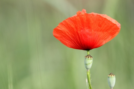 detail of red poppy over green blurred backgroundの写真素材