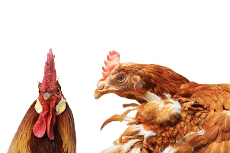 rooster and hen isolated over whiteの写真素材