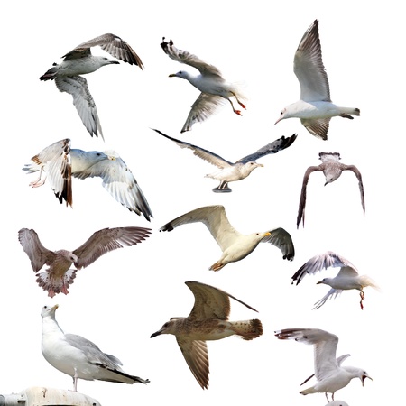 collection of gulls ( larus argentatus )  isolated over white backgroundの写真素材