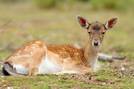 young fallow deer calf   dama dama   relaxing on the grass of a clearingの写真素材