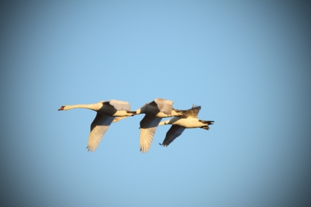 mute swans   cygnus olor   in flight over blue skyの写真素材