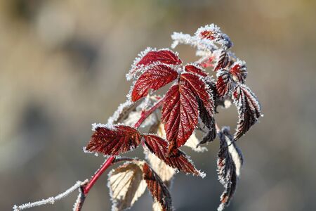 wild raspberry leaves covered with rime in a winter morningの写真素材