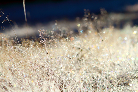 wild meadow on winter morning with rime on faded grassの写真素材