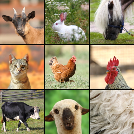 large collage with farm animals put togetherの写真素材