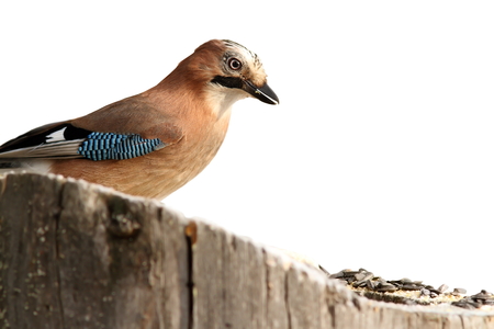 isolated eurasian jay   garrulus glandarius   at feederの写真素材