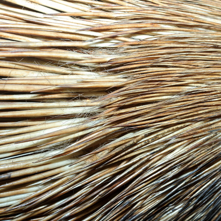 detail of real  crested porcupine fur   hystyrix cristata  の写真素材