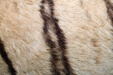 texture of tiger pelt, image taken on a hunting trophy real fur