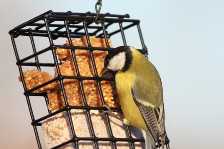 great tit    parus major   feeding on lard feeder in winterの写真素材