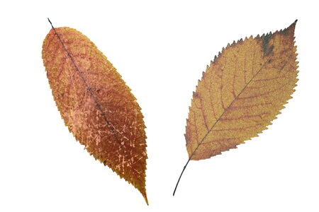abstract grungy faded cherry leaves, distressed textured foliage surface, isolation over white...