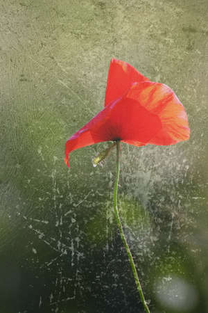interesting distressed red poppy growing in wild green field, resembling canvas textureの写真素材