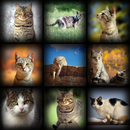 cats images collection, nine pictures of different pets with added vignetteの写真素材