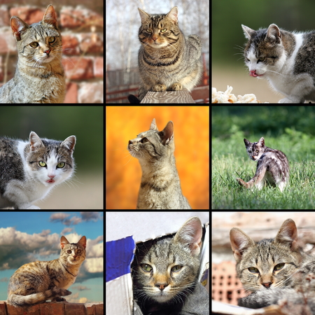 funny cats images, collage with domestic animals in different situationsの写真素材