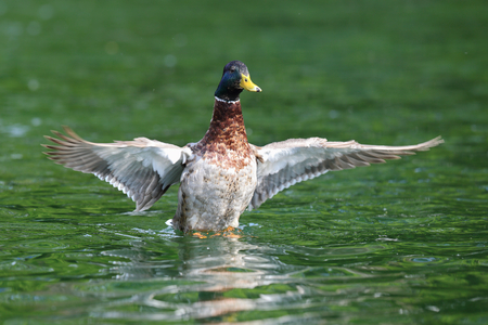 wild duck   male mallard, anas platyrhynchos   spreading wings on water surfaceの写真素材