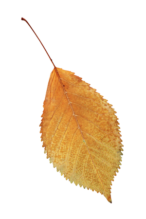 gold autumn symbol, beautiful faded cherry leaf isolated over whiteの写真素材