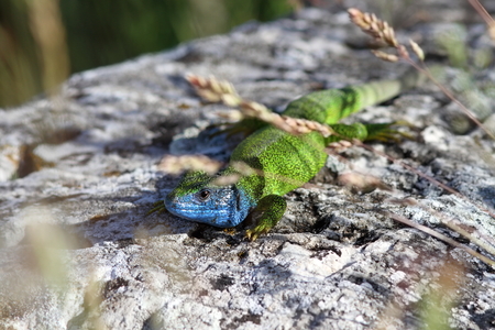 male european green lizard ( lacerta viridis ) basking on a rock under some grass twigs の写真素材