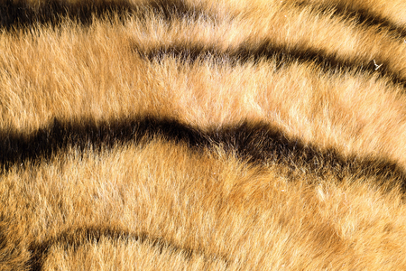 tiger pelt close up, details of dark stripesの写真素材
