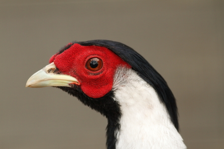 silver pheasant,  portrait of a male ( Lophura nycthemera )の写真素材