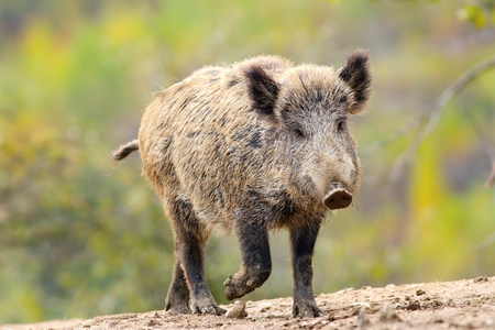 wild boar ( Sus scrofa ) coming towards cameraの写真素材