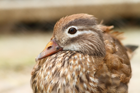 portrait of a captive female mandarin duck ( Aix galericulata )の写真素材