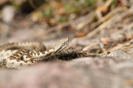 european horned viper ( Vipera ammodytes ), wild young specimen photographed in Romaniaの写真素材