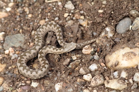 small vipera ammodytes ( european sand viper ) showing good camouflage on the  ground