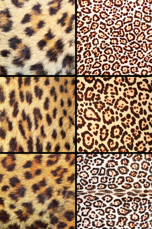 collection of different real leopard pelts, natural background texturesの写真素材