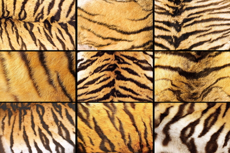 collection of tiger fur closeups, different details, images  taken on the ssame animalの写真素材