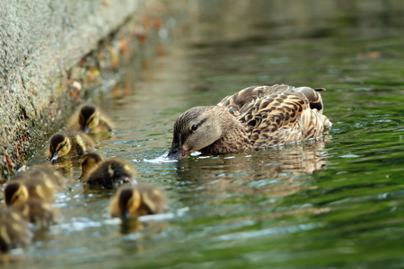 mallard family on the waterの写真素材