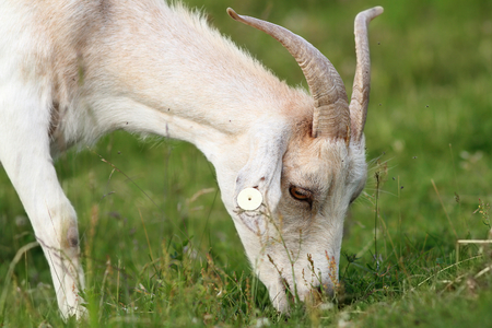 white goat grazing fresh grass on meadow near the farmの写真素材