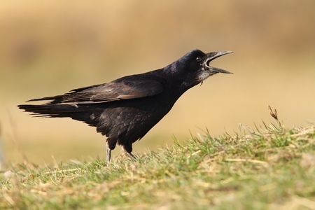 black crow ( Corvus Frugilegus ) singing in the fieldの写真素材