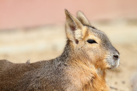 patagonian mara portrait, animal from the zoo ( Dolichotis patagonum )の写真素材