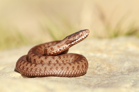 beautiful european common adder basking on stone ( Vipera berus )