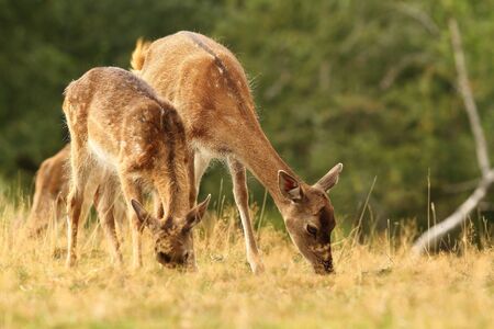 fallow deer herd grazing in a clearing ( Dama )の写真素材