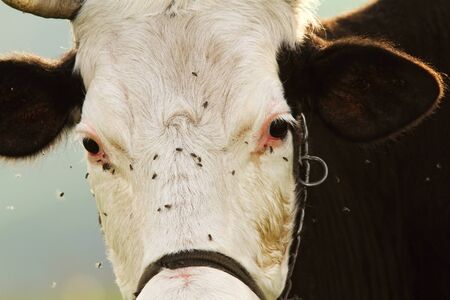 portrait of holstein cow covered by fliesの写真素材